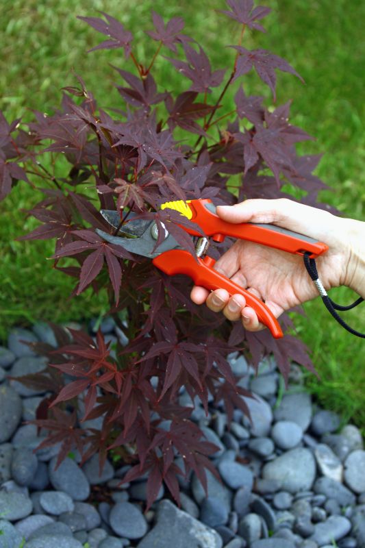 Maple Tree Pruning in Allentown, PA
