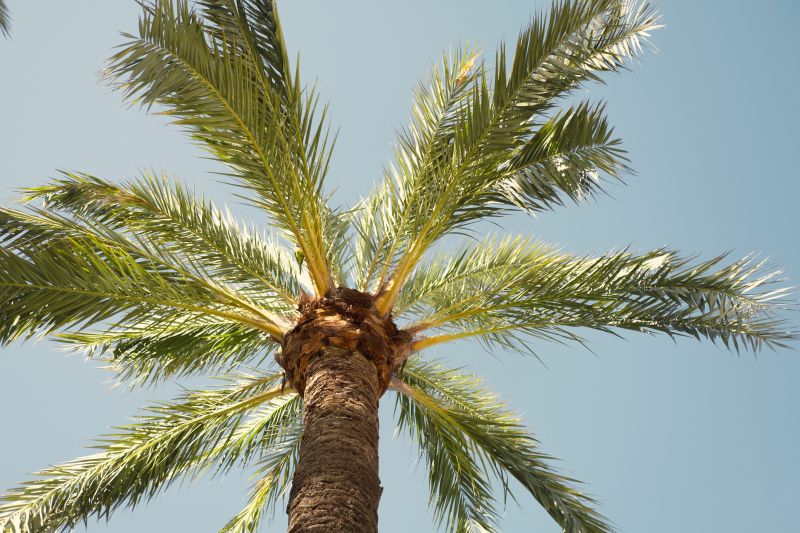 Queen Palm Trimming