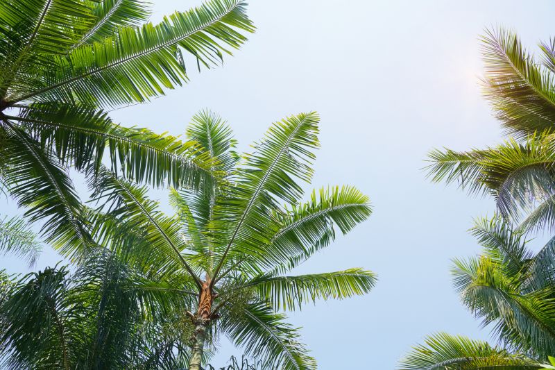Queen Palm Trimming