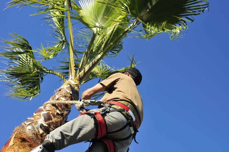 Queen Palm Trimming