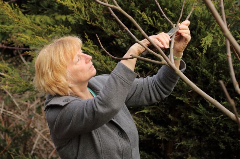 Apple Tree Pruning in Aiken, SC