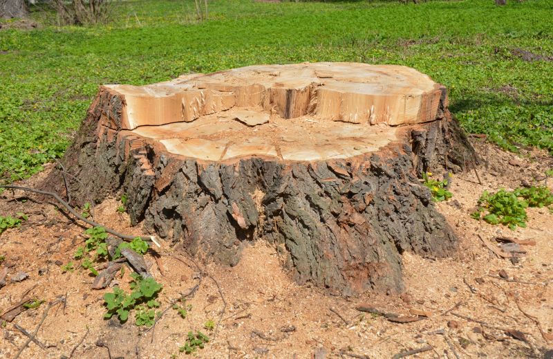 Bamboo Stump Removal in Aiken, SC