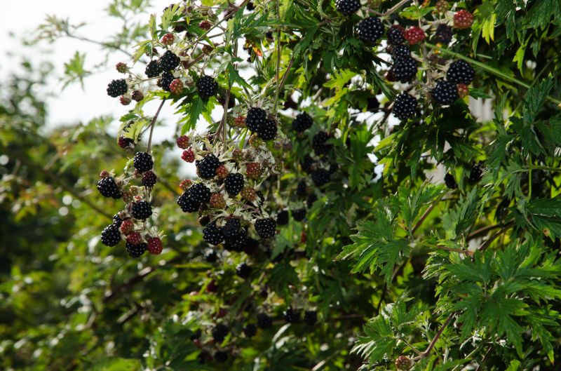 Blackberry Bush Removal in Aiken, SC