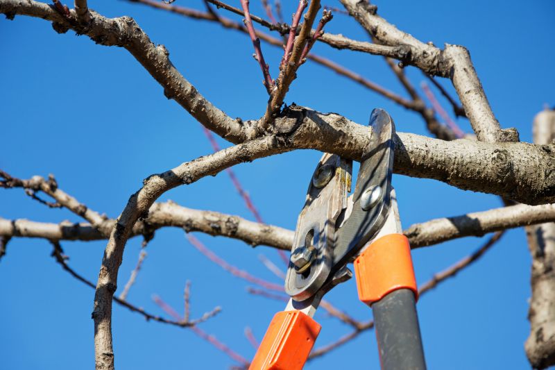 Bradford Pear Tree Pruning in Reno, NV