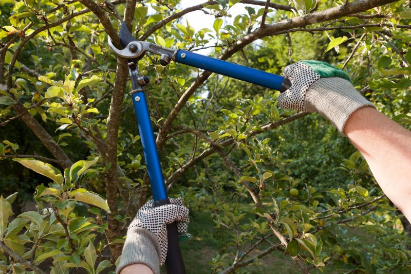 Branches Pruning in Doylestown, PA