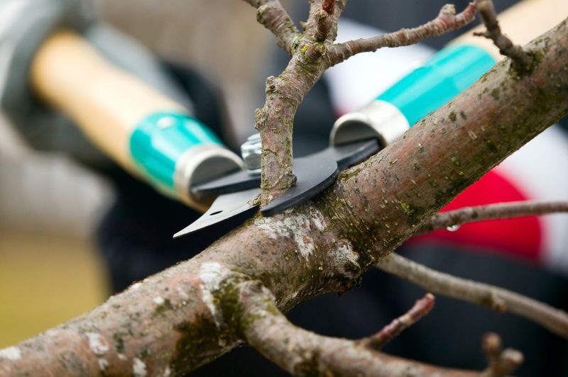 Branches Pruning in Doylestown, PA