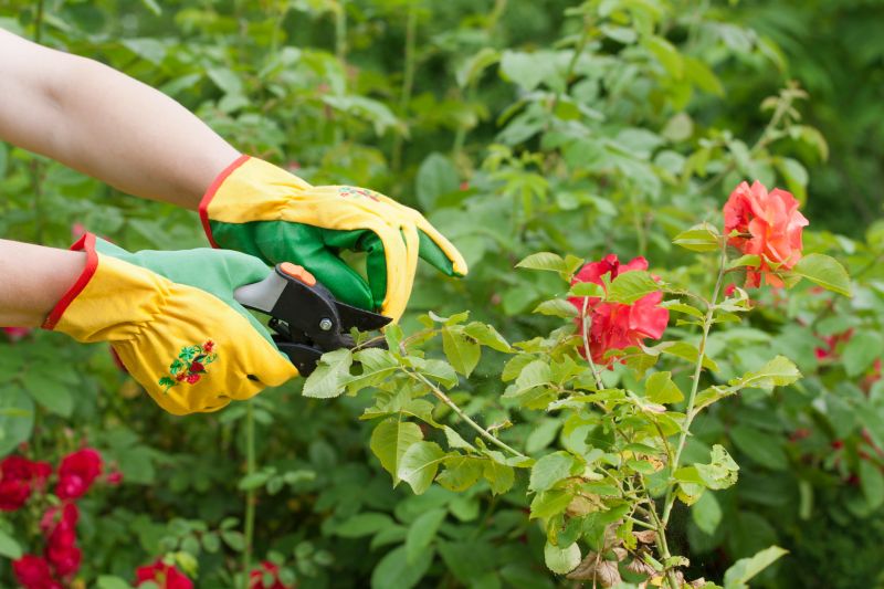 Bush Pruning in Ventura County, CA