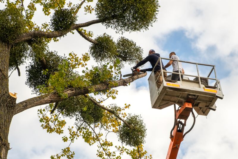 Cedar Tree Trimming in San Jose, CA
