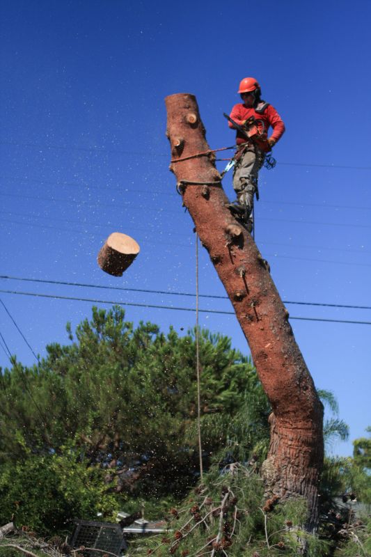Commercial Tree Service in Aiken, SC