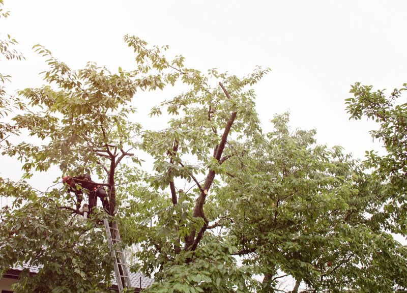 Commercial Tree Trimming in Aiken, SC