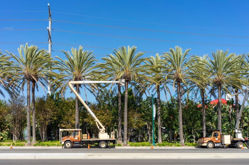 Queen Palm Trimming