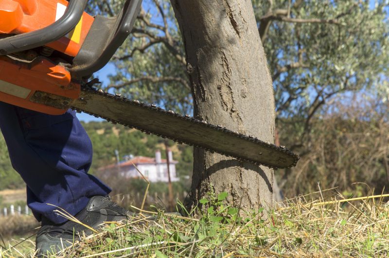 Cypress Tree Removal in Bucks County, PA