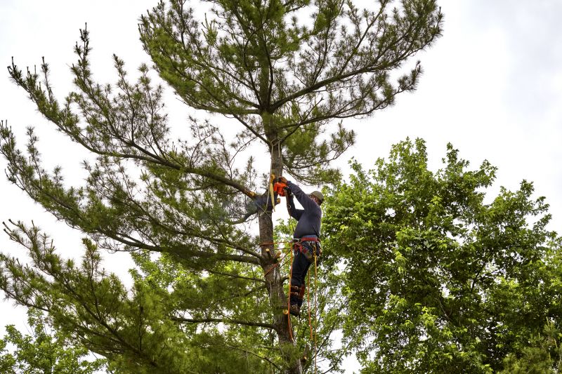 Cypress Tree Removal in Aiken, SC