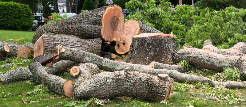 Cypress Tree Removal in Montgomery County, PA