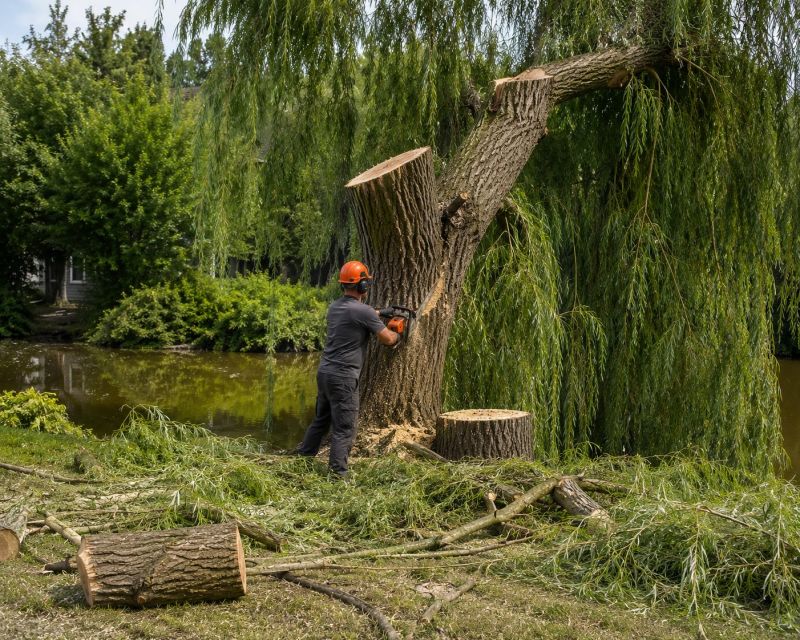 Cypress Tree Removal in Allentown, PA