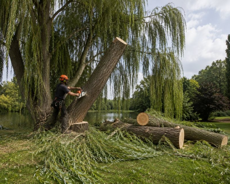 Dogwood Tree Removal in San Jose, CA