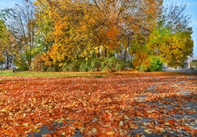 Leaf Removal at Sunset