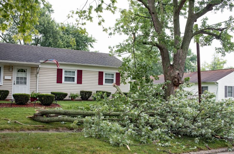 Fallen Tree in Backyard