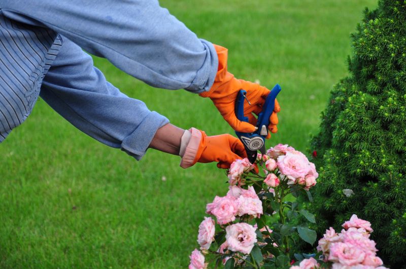 Knockout Roses Pruning in Rockwall, TX