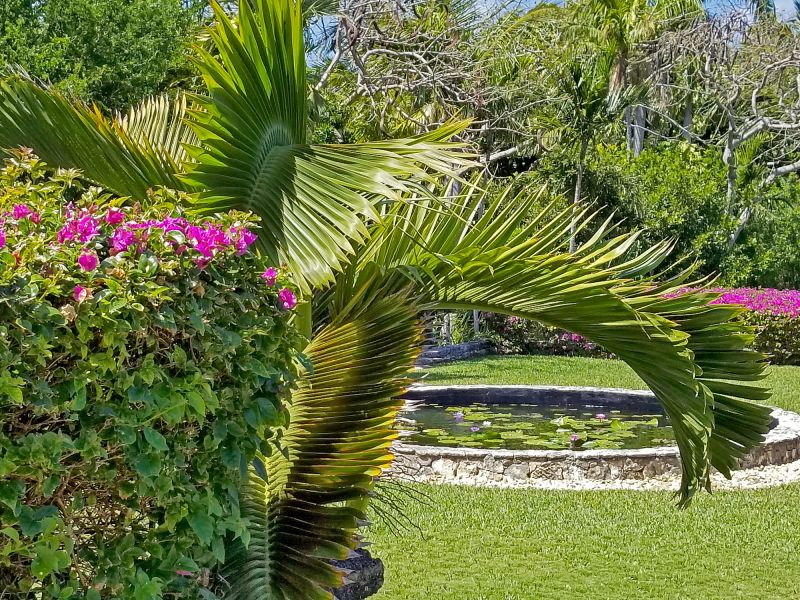 Palm Tree in a Garden