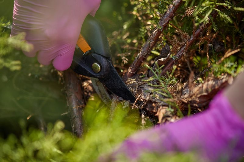 Shrub Trimming in Ventura County, CA