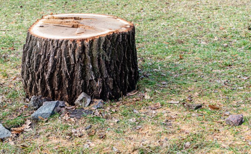 Stump Removal Service in Waldorf, MD