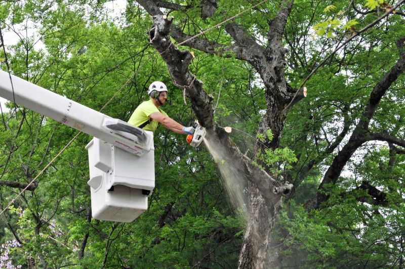 Tree Removal Service in Bucks County, PA