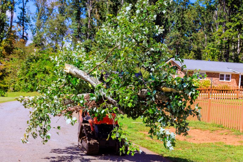 Tree Service in San Jose, CA
