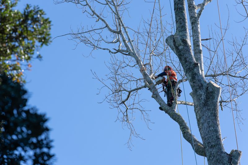 Complex Tree Pruning