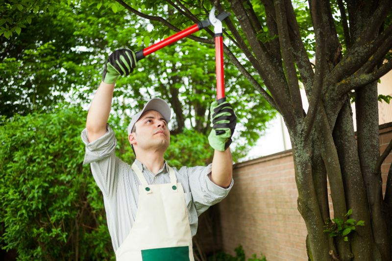 Tree Maintenance Planning