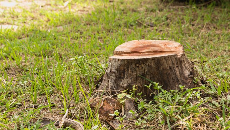 Tree Trunk Removal in Aiken, SC